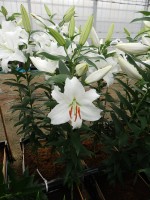 [5277 Siberia TL No02.JPG]